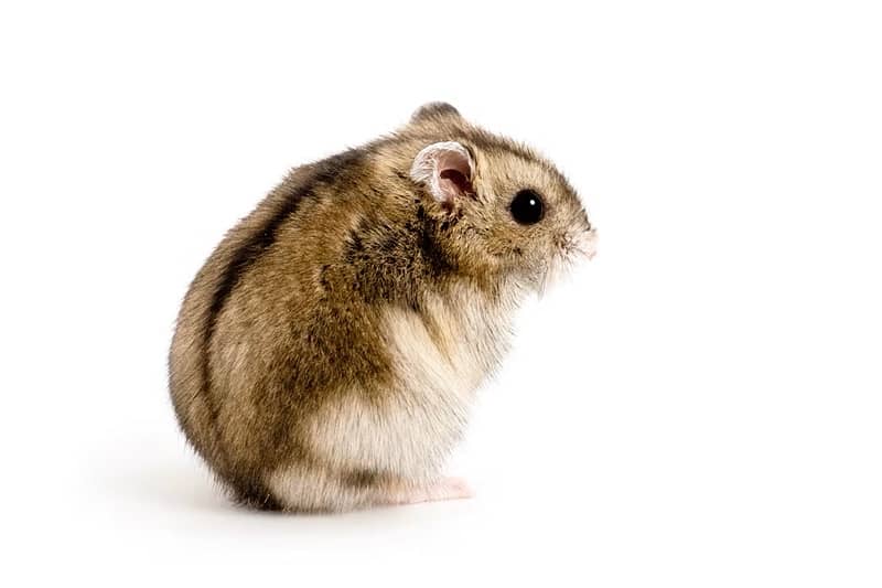 dwarf hamster هامستر الروسي 0