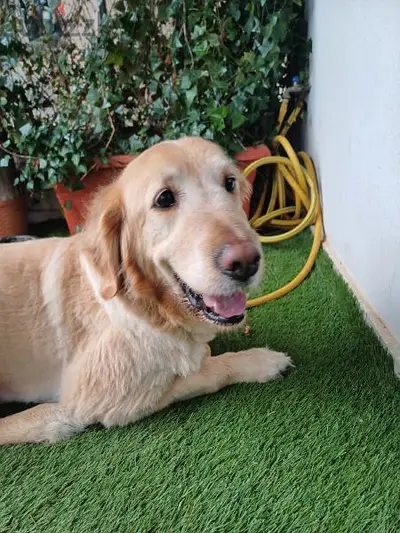 golden retriever