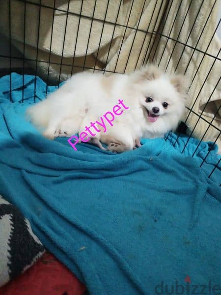 teacup pomeranian 0