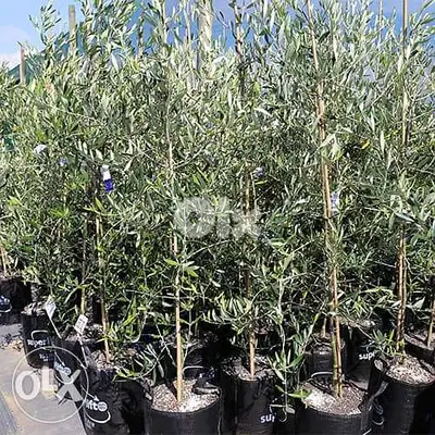 شجر زيتون إسباني أربيكانا arbequina olive trees