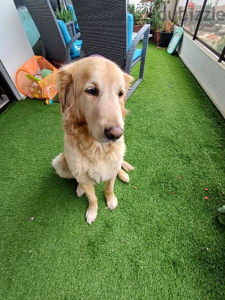 golden retriever 1