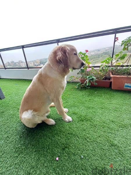 golden retriever 2