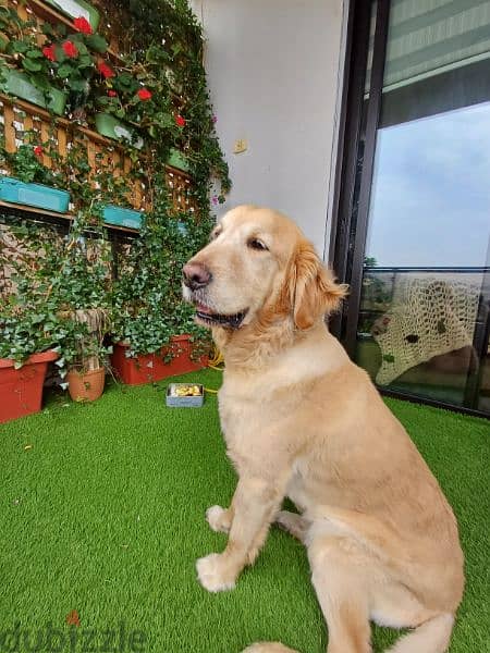 golden retriever 3