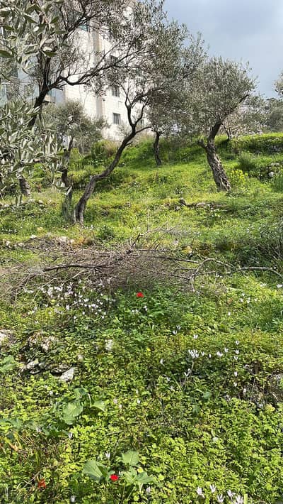 2690 SQM Land in Choueifat El Qoubbeh, Aley Panoramic View