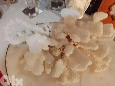 original coral