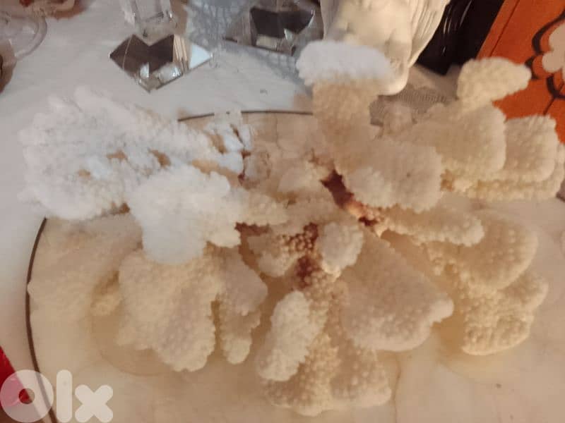 original coral 0