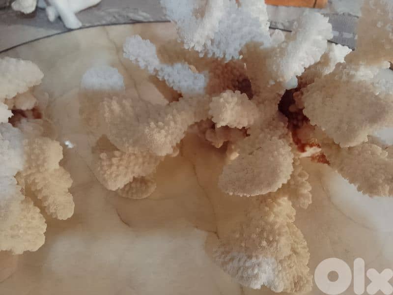 original coral 1