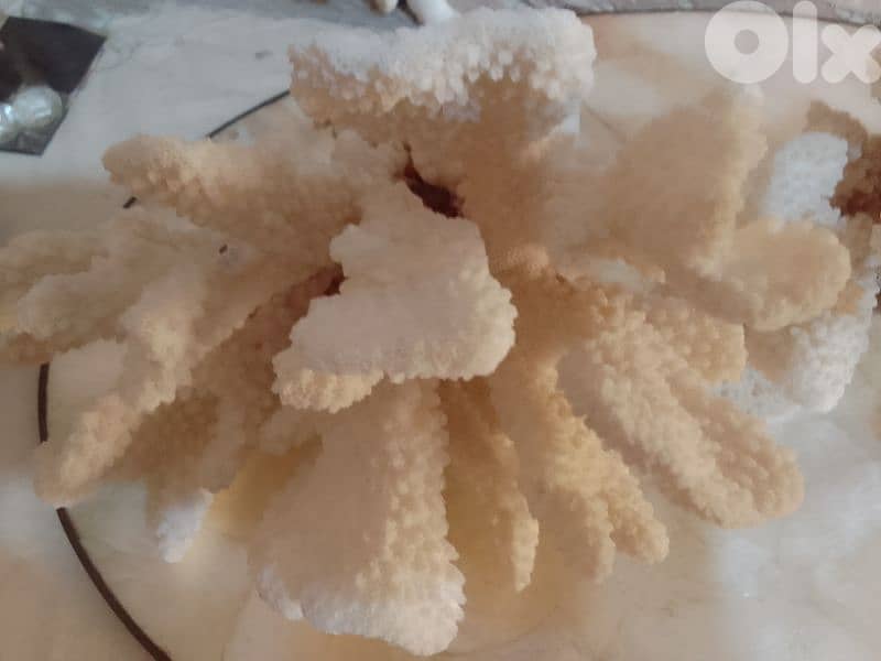 original coral 2