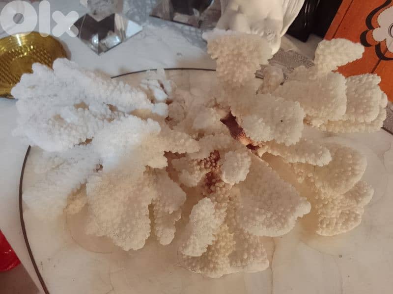 original coral 3