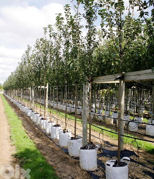 Italian Golden Cherry trees 1