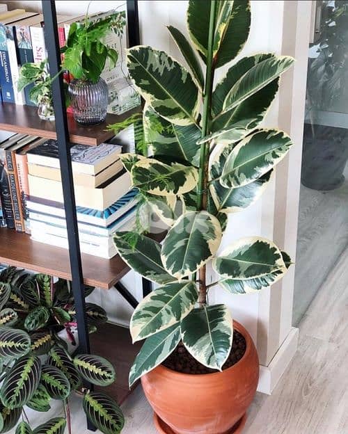 ficus elastica special leaves 0