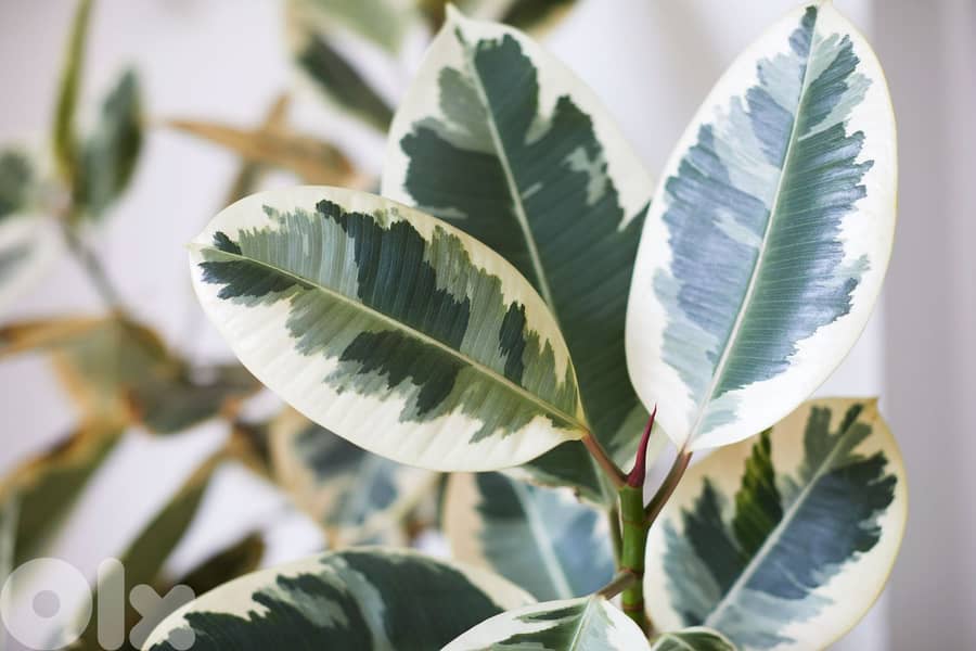 ficus elastica special leaves 1