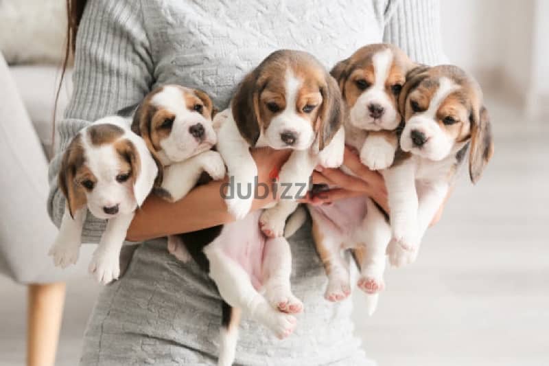 beagle puppies 0