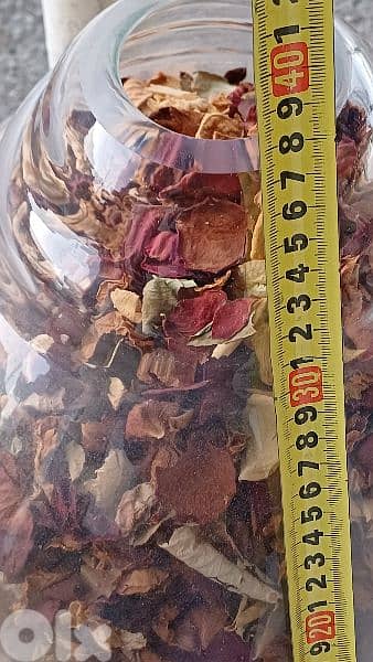 antique 11