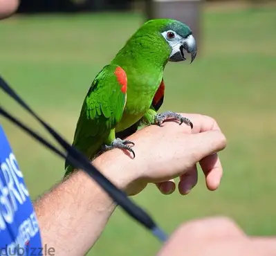 Tamed hahns macaw