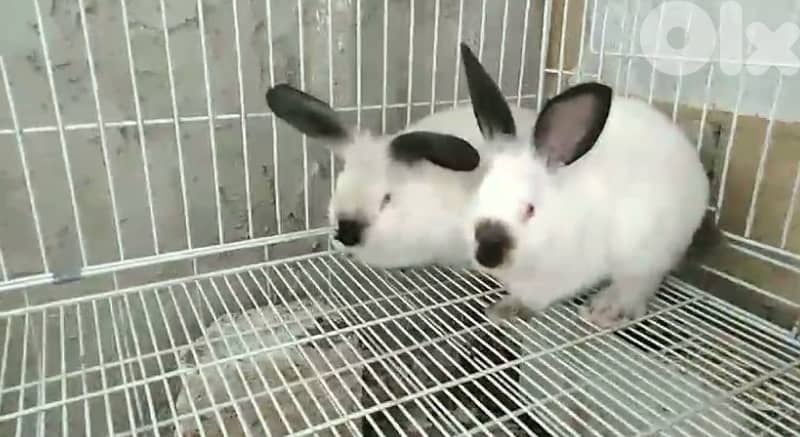 ORGA RABBIT/lion head للبيع ارانب كاليفورنيا و راس الاسد 3