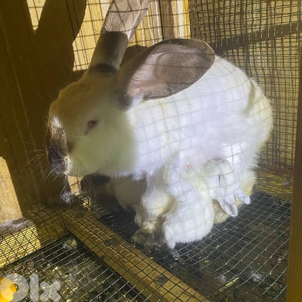 ORGA RABBIT/lion head للبيع ارانب كاليفورنيا و راس الاسد 4