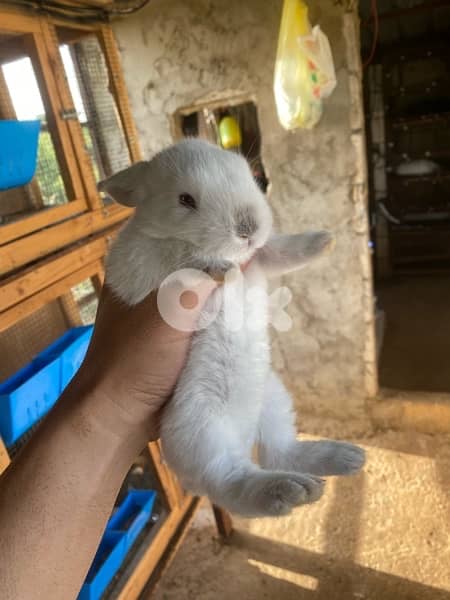 ORGA RABBIT/lion head للبيع ارانب كاليفورنيا و راس الاسد 5