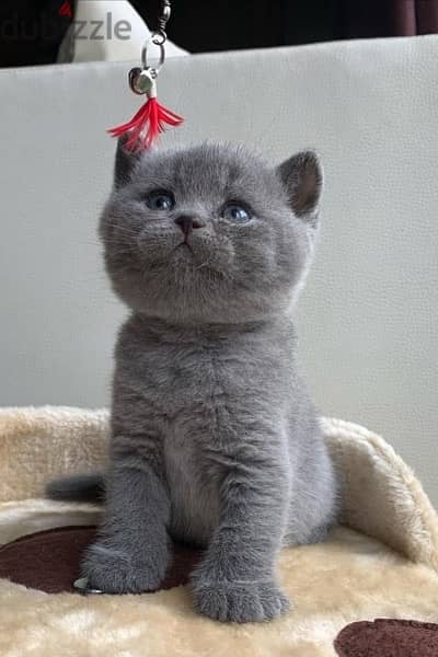 British Shorthair Kitten 0