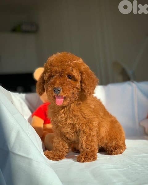Miniature Poodle imported red brown dog delivery / كلب / كلاب 0