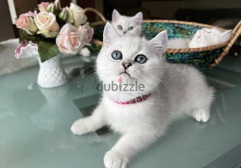 Elegant Silver Chinchilla kitten available! Cat Delivery قطط 0