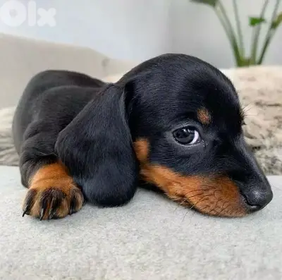 Cute Dachshund black & tan AVAILABLE Dog delivery كلاب