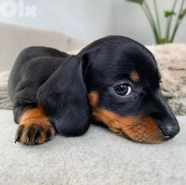 Cute Dachshund black & tan AVAILABLE Dog delivery كلاب 0