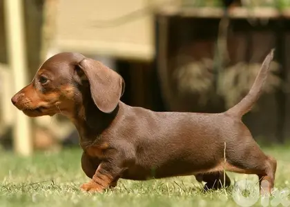 Imported Dachshund chocolate & tan puppy AVAILABLE كلب
