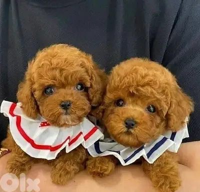 STAYS SMALL Toy Poodle Imported pure breed Dog كلاب جرو Delivery