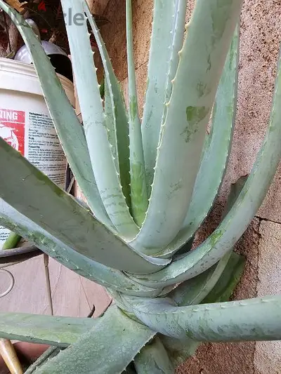 Aloe vera plant (20$)