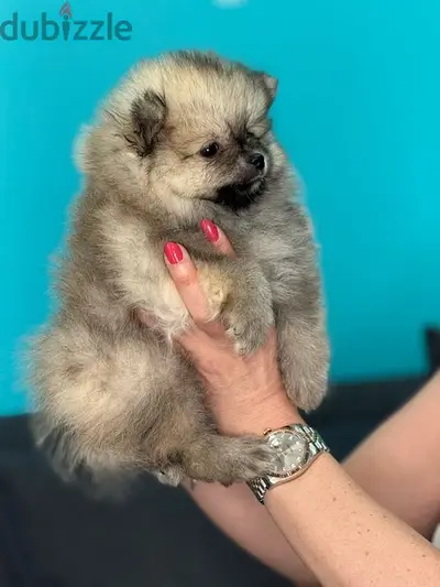 Teacup Pomeranian imported /Delivery/Dog/كلب كالب جرو