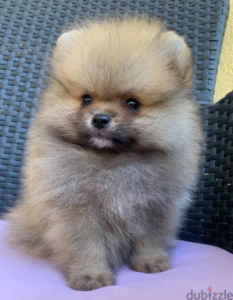 Pomeranian imported dog كلب 0