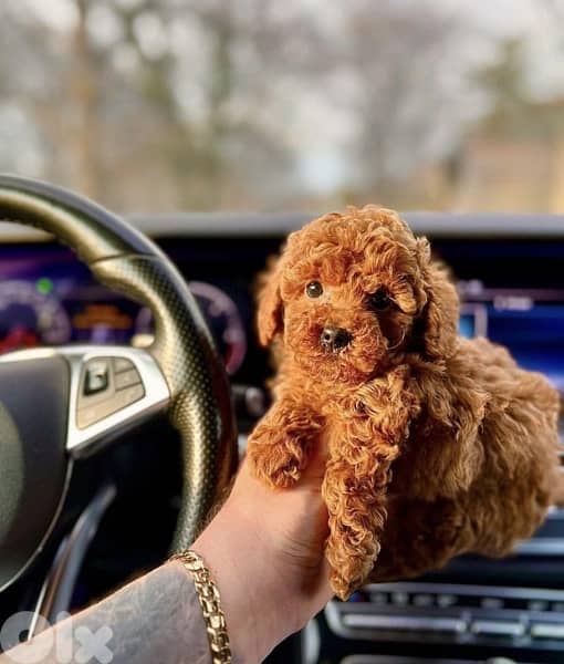 Red brown Toy Poodle puppy STAYS SMALL Delivery available Dog كلاب 0