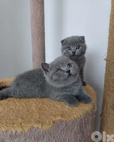 Cutest British Short Hair Kitten / Delivery / قطط