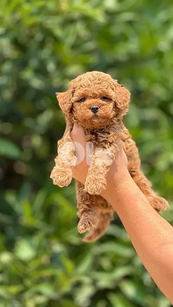 Imported brown Toy Poodle puppy STAYS SMALL Delivery Dog كلاب
