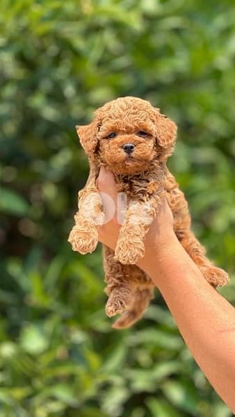 Imported brown Toy Poodle puppy STAYS SMALL Delivery Dog كلاب 0