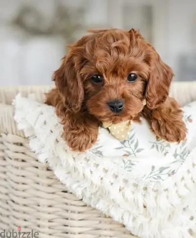 imported cavapoo puppy and Delivery imported cavapoo puppy and Delivery
