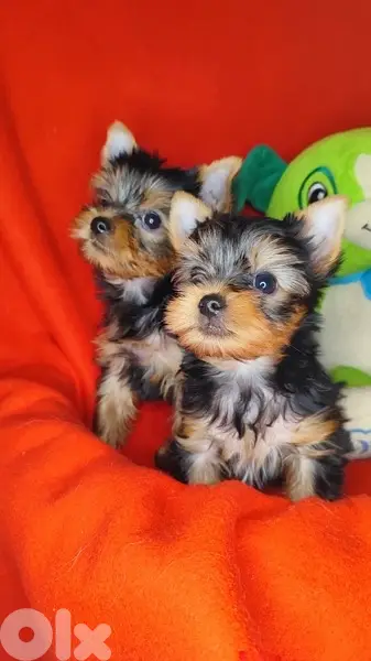 Teacup Yorkshire Terrier puppy /delivery dog كلاب