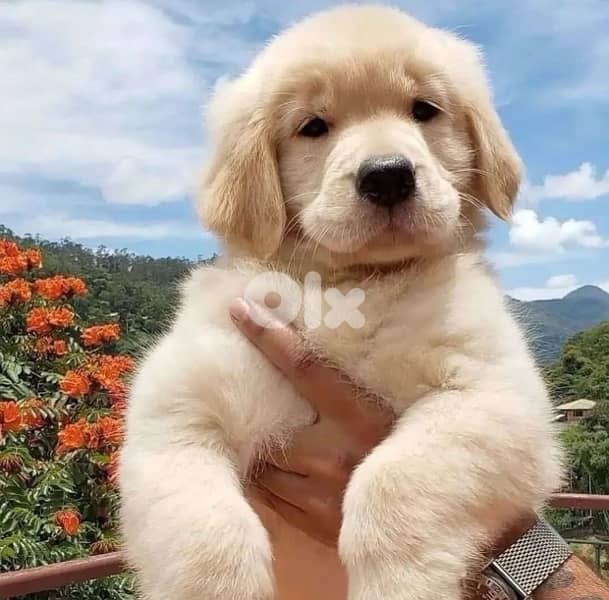 Adorable Golden retriever PURE puppy available!! Dog/ Delivery/ كلب 0