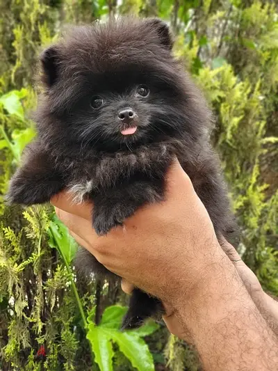 Fluffiest Black teacup Pomeranian imported Dog Delivery كلاب جرو كلب