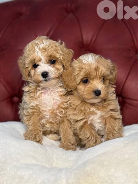 Sweetest Maltipoo puppies imported pure breed/Dog/Delivery/كلب 0