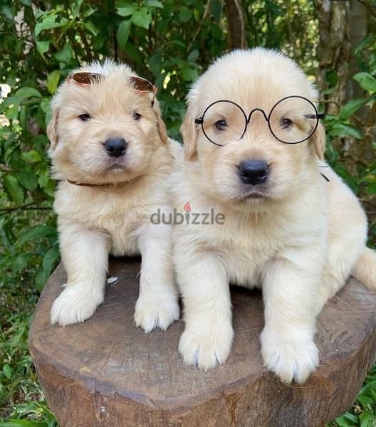 Pure breed Golden Retriever puppies available Dog Delivery كلب 0