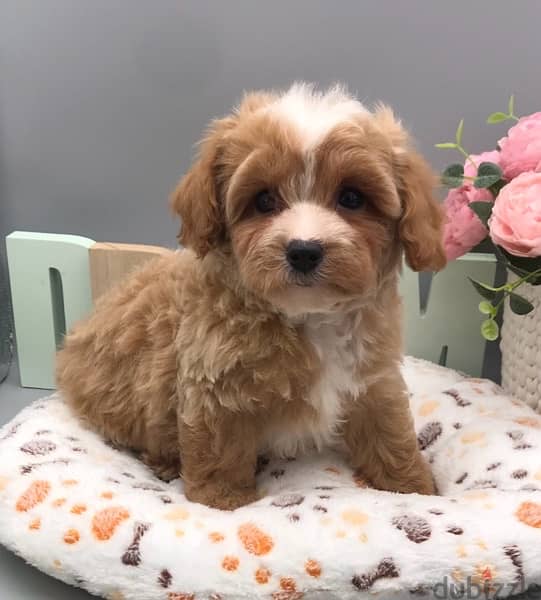 Maltipoo Bicolor Puppy Pure Breed Available / Delivery / dog كلاب 0
