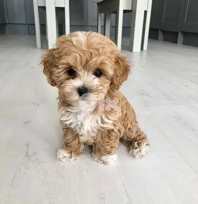 Cutest Toy Maltipoo puppy bicolor imported pure / dog / Delivery كلب