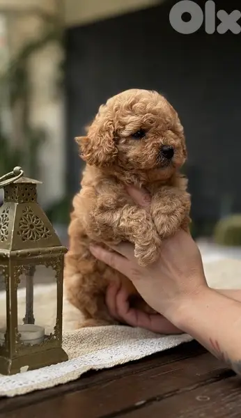 Cutest Toy Poodle puppy Apricot pure STAYS SMALL / dog / كلاب Delivey
