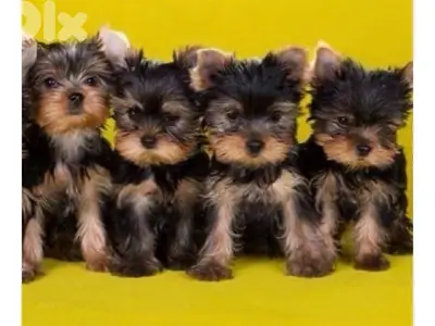 Yorkshire Terrier puppy / dog كلب / delivery available