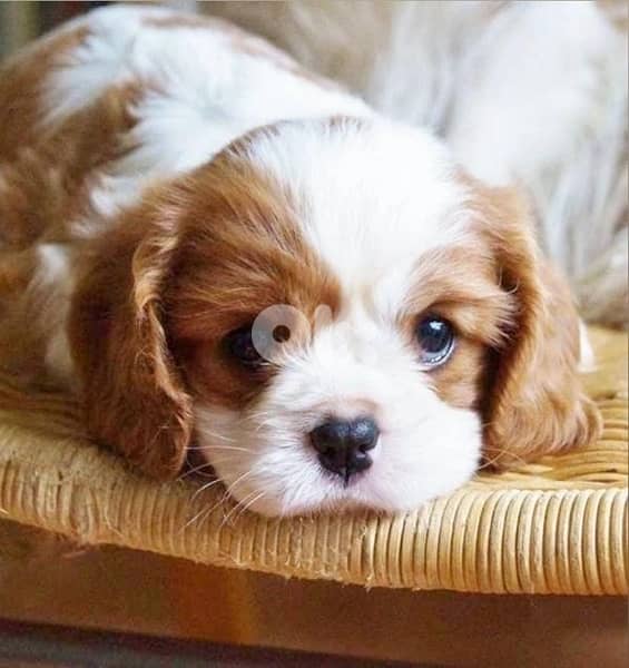 Adorable Cavalier King Charles puppies / dog كلب 0