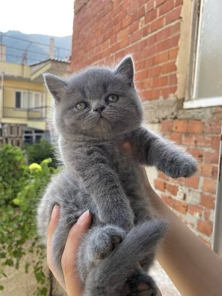 Cutest British Shorthair Kitten pure breed available/ Cat قطط Delivery 0