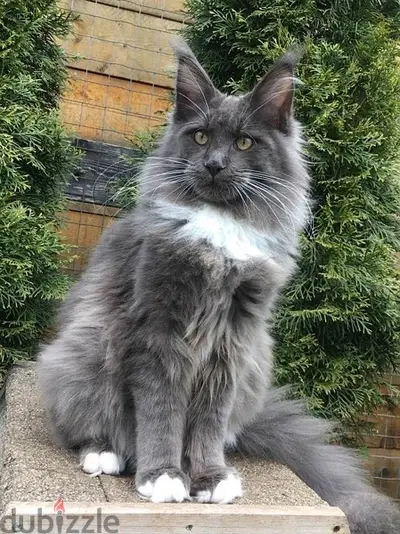 Giant Maine Coon Kitten Imported / cat قطط