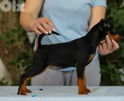 mini pinscher